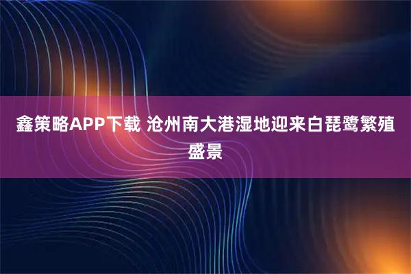 鑫策略APP下载 沧州南大港湿地迎来白琵鹭繁殖盛景